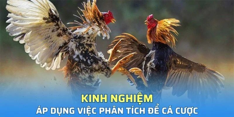 Áp dụng việc phân tích để cá cược