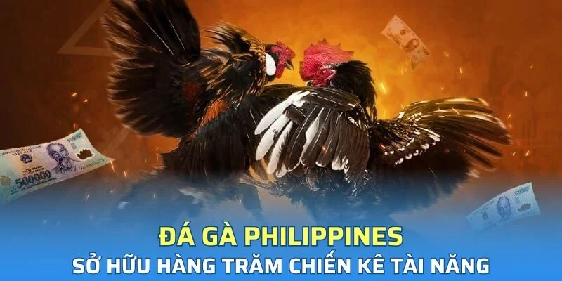 Chọi gà Philippines sở hữu hàng trăm chiến kê tài năng