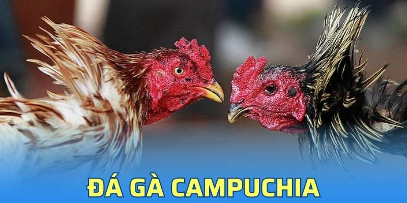 Đá Gà Campuchia - Đa Dạng Trận Đấu Đầy Kịch Tính 2025
