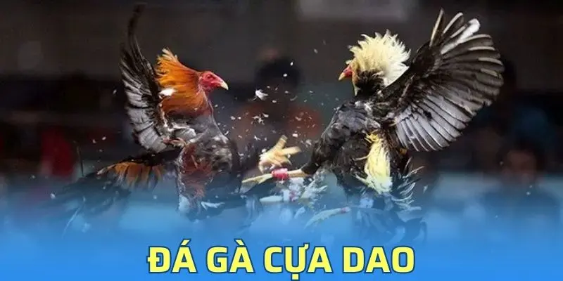 Đá Gà Cựa Dao - Sảnh Cược Hấp Dẫn Tại Nhà Cái Vin777