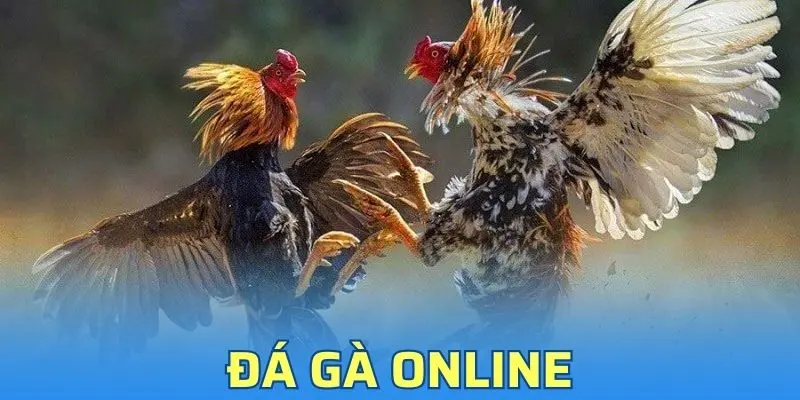 Đá Gà Online - Chuyên Mục Cá Cược Hấp Dẫn Tại Vin777