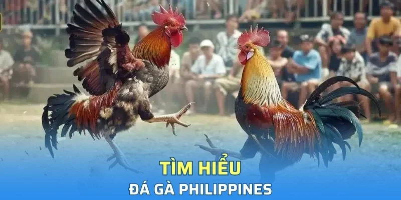 Đá gà Philippines là gì?
