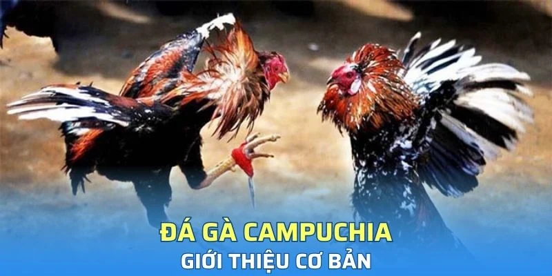 Giới thiệu cơ bản về đá gà Campuchia