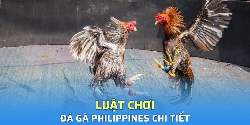 Khám phá quy luật chọi kê Philippines cực dễ cho newbie