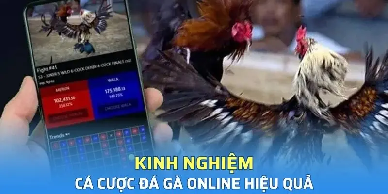 Những kinh nghiệm tham gia đá gà hiệu quả từ chuyên gia