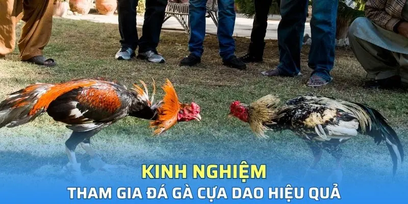 Kinh nghiệm tham gia đá gà hiệu quả từ cao thủ