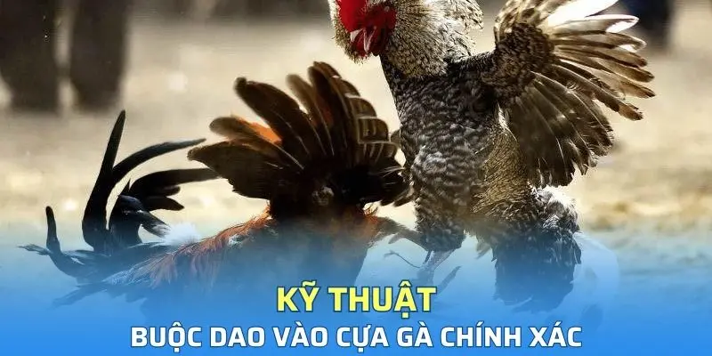 Các kỹ thuật buộc dao vào cựa gà chính xác mang lại hiệu quả cao