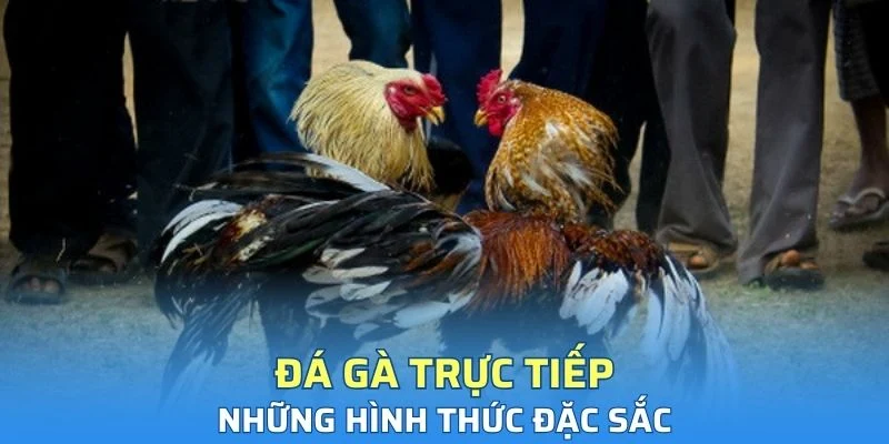 Những hình thức đá gà trực tiếp đặc sắc