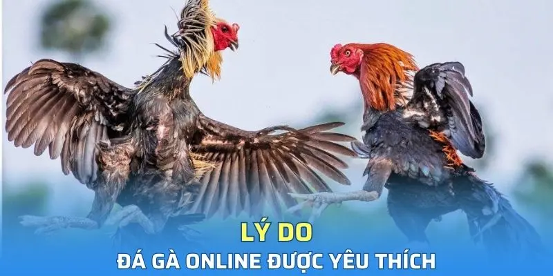 Tại sao đá gà trực tuyến luôn được săn đón hiện nay