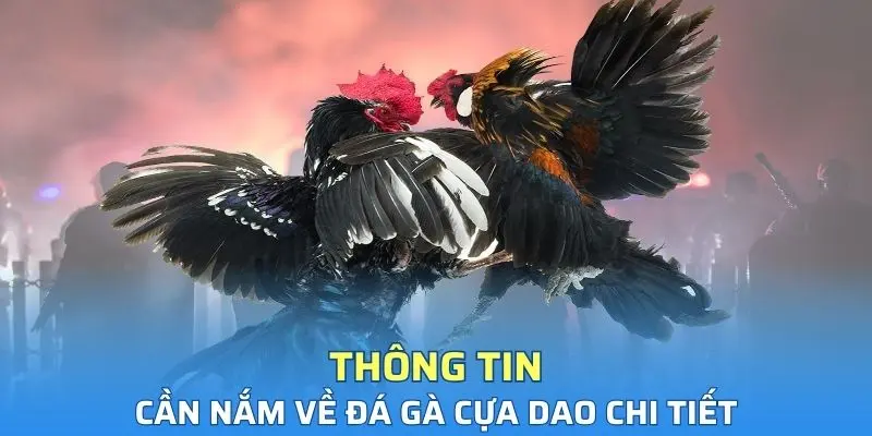 Thông tin cần nắm về hình thức thi đấu cựa dao chi tiết